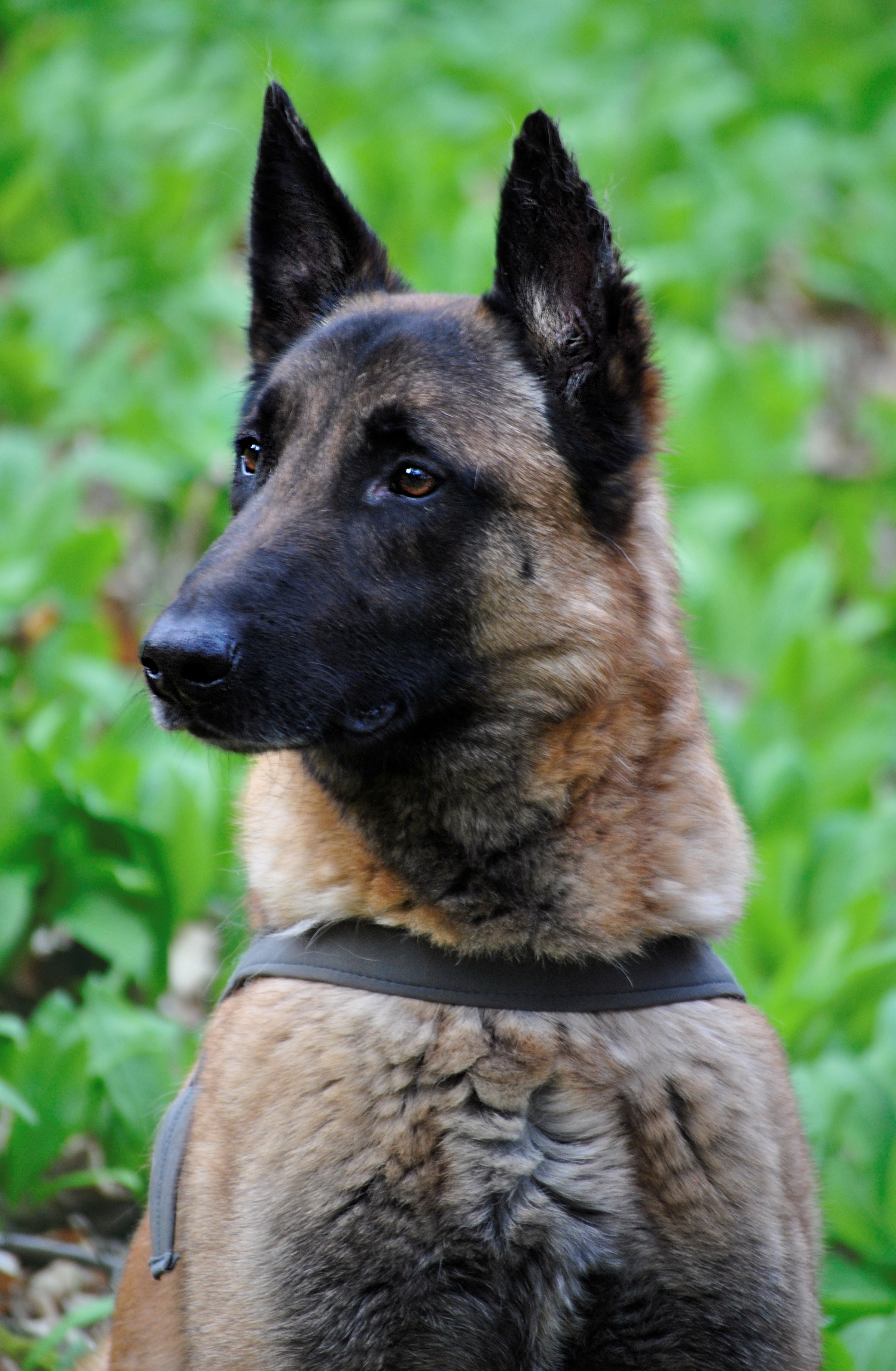 Dog Boarding at K9 Clubhouse