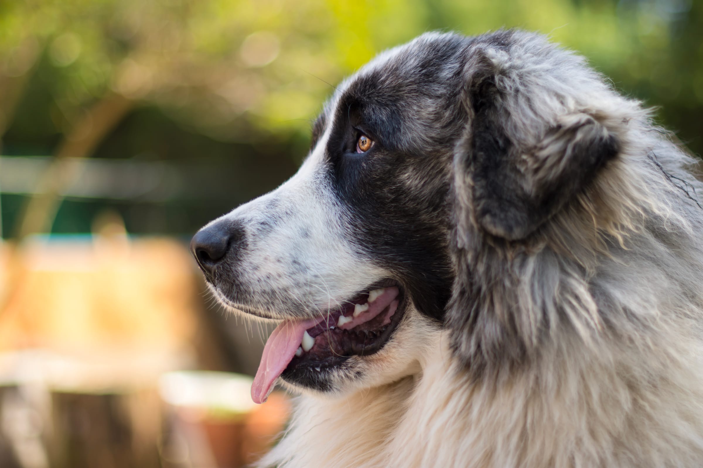 A happy, well-cared-for dog at K9 Clubhouse