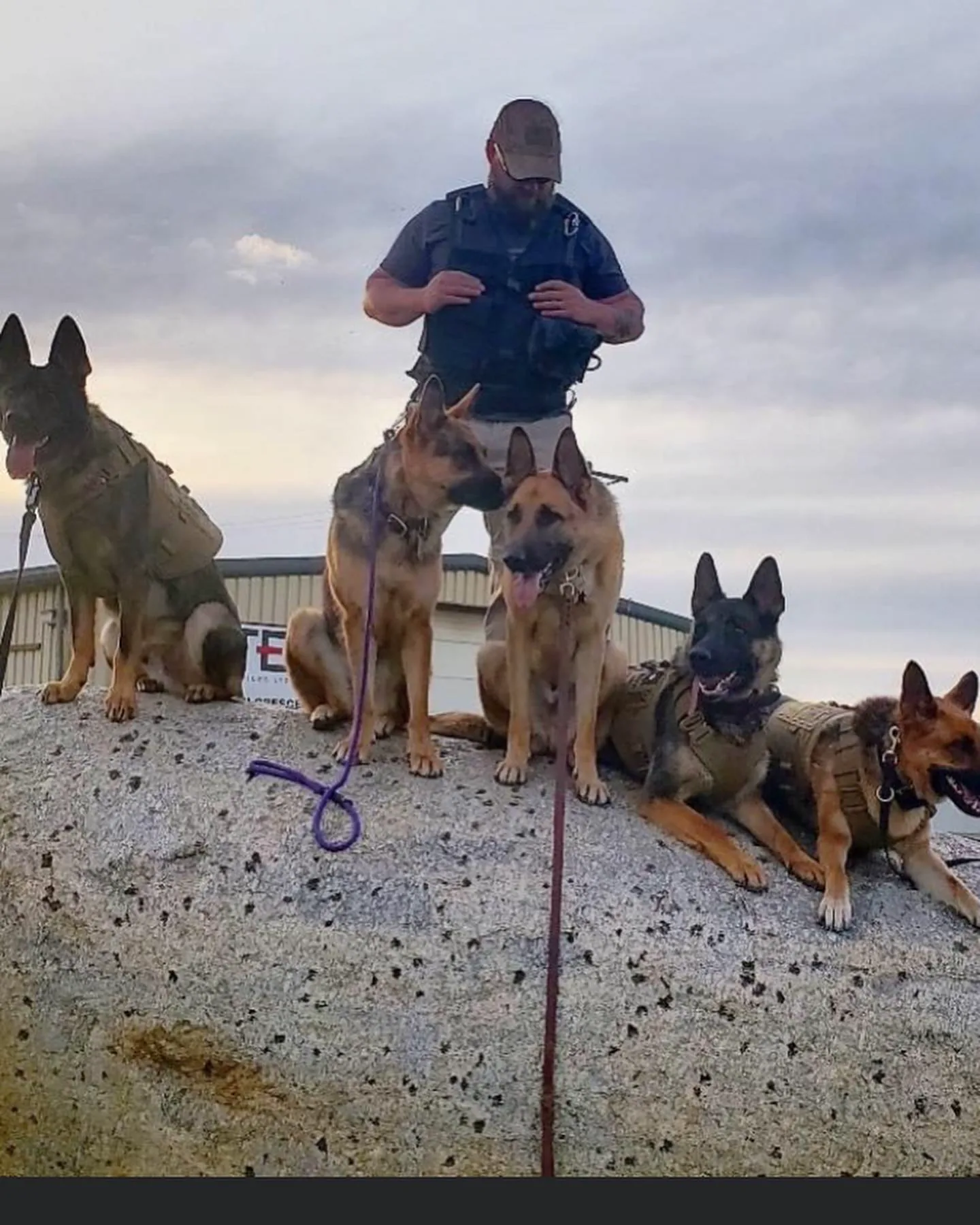 5 Signs Your Dog Needs More Mental Stimulation