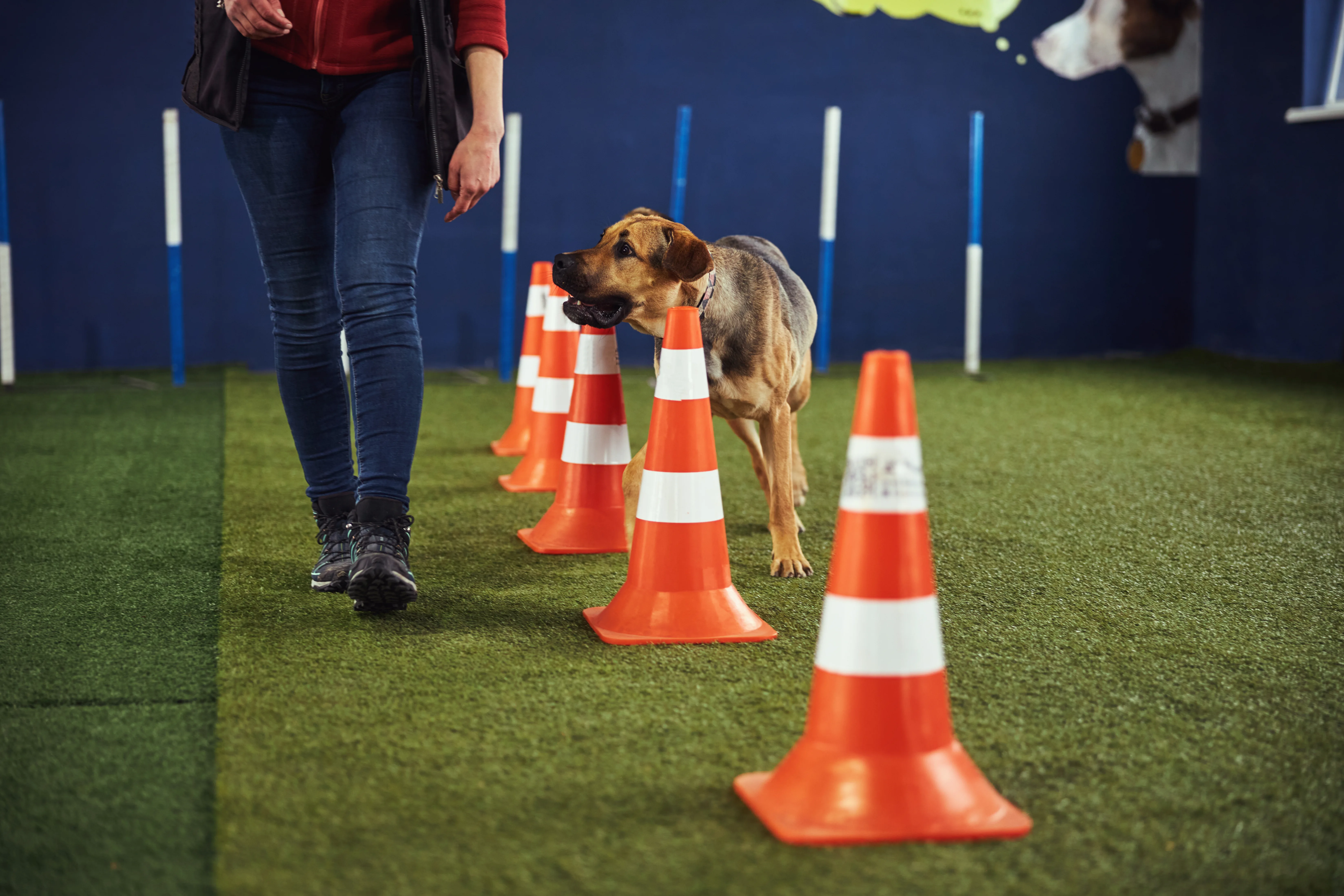 Dog Training at K9 Clubhouse