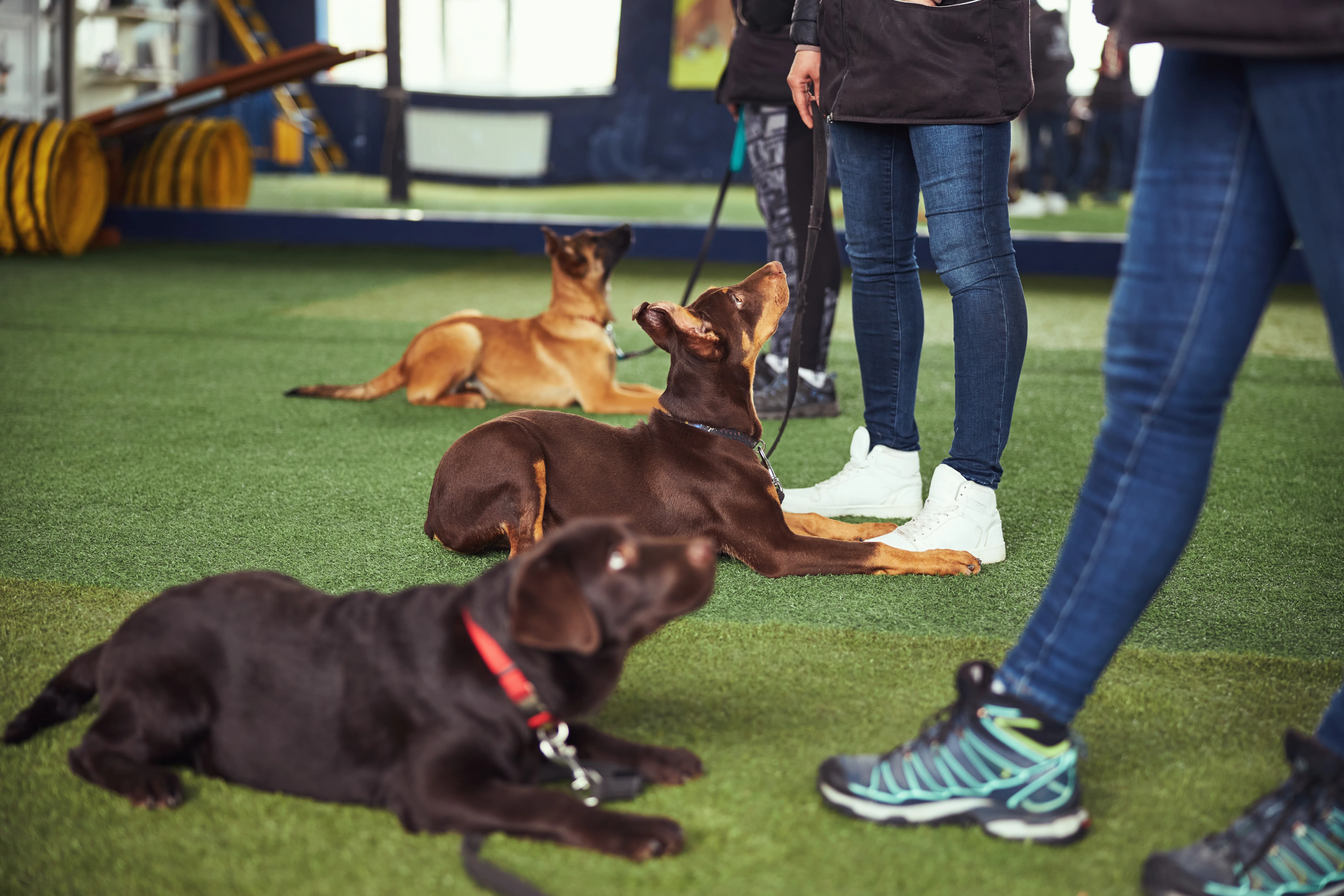 Dog Training at K9 Clubhouse